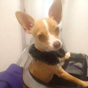 Meet your Posher, Marcy